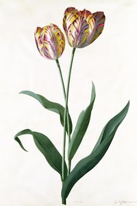 Tulipa Tulipa de Georg Dionysius Ehret